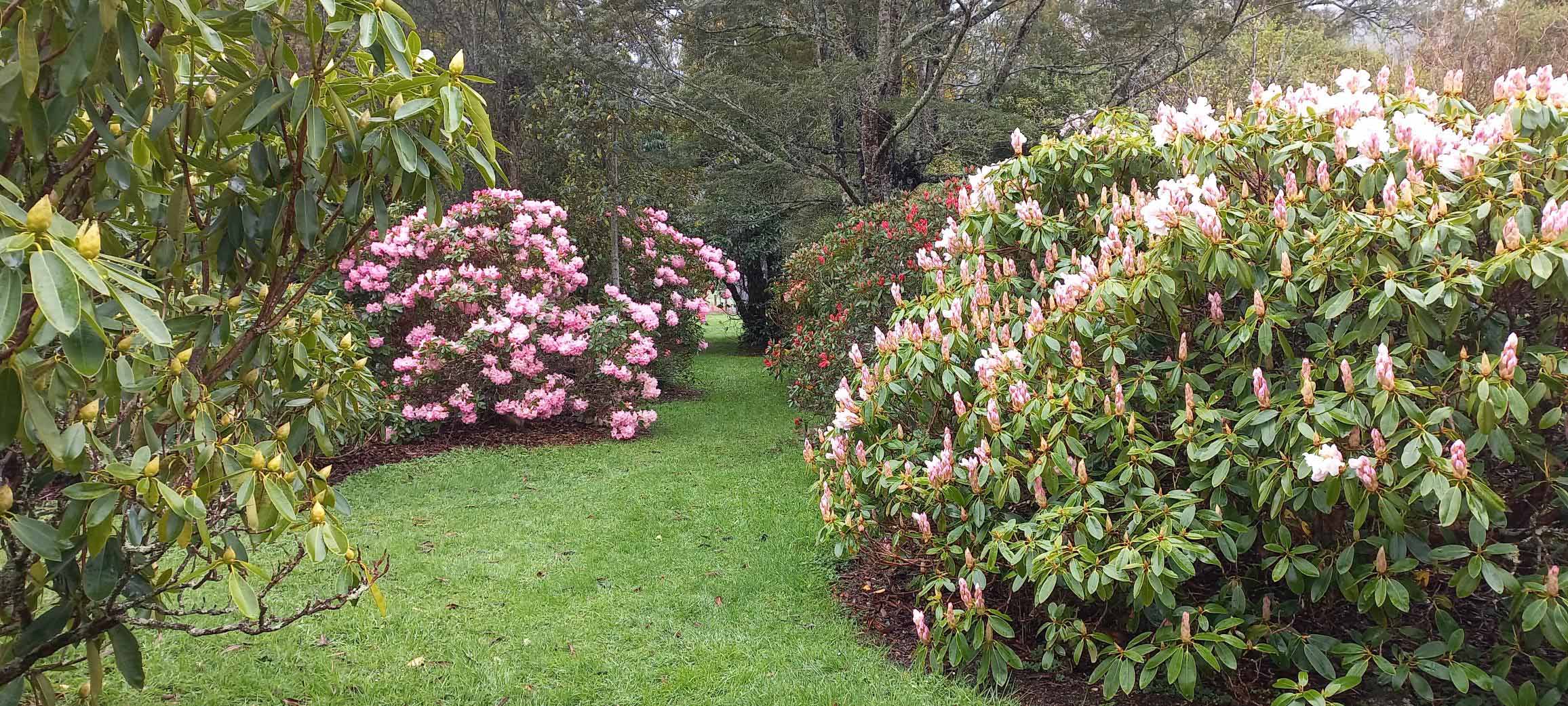 Rhododendrons in bloom