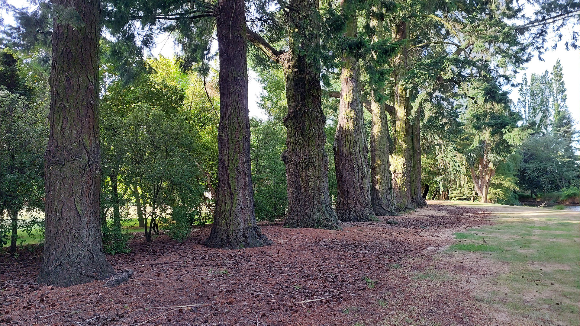 Row of tree trunks