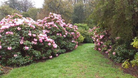 Blooming beautiful: Check out Awa Awa Rata Reserve